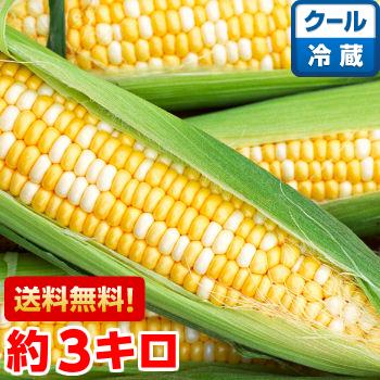 静岡県産 朝どり とうもろこし 甘々娘（かんかんむすめ）約3ｋｇ（クール便）（Yahoo!・しずおか夢工房ヤフー店）