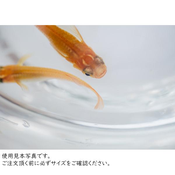 フラワーベース 金魚鉢 花瓶 おしゃれ 割れない φ35×H35 PVシリンダー テラリウム アクアリウム 大きいサイズ 高さがある でかい_4