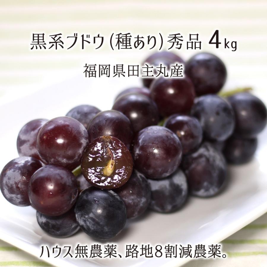 割引発見 ハウス無農薬 種あり葡萄 4kg 秀品 巨峰等 黒系葡萄詰合せ 農薬で種は溶かさない 無農薬 路地8割減農薬 栽培ブドウ 路地8割減農薬 送料無料 7月下旬 9月中旬 ブドウ 福岡県田主丸産 8 12房 無化学肥料栽培 フルーツ Affaires Sociales Gouv Cg