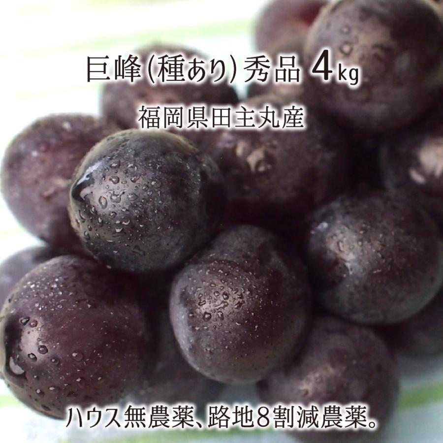 代引不可 巨峰 秀品 4kg 種あり葡萄 ハウス無農薬 路地8割減農薬 無化学肥料栽培 8 12房 福岡県田主丸産 ブドウ 7月下旬 9月上旬 送料無料 最安値挑戦 Copticchamber Com