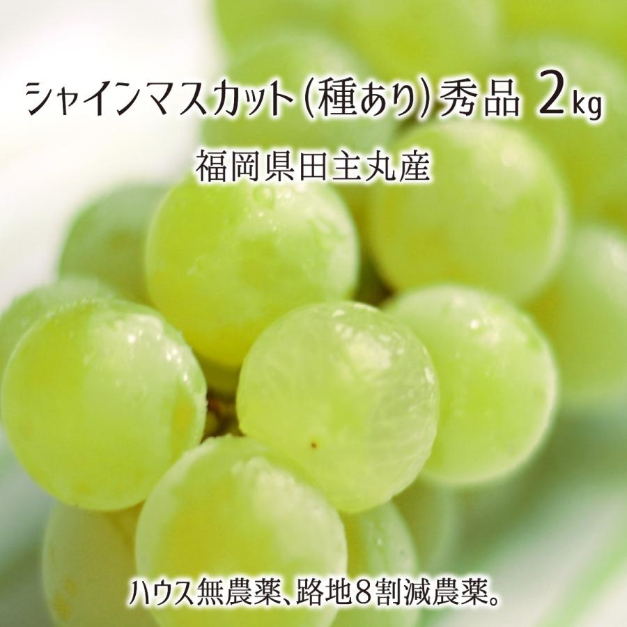 シャインマスカット 秀品 2kg 種あり葡萄 ハウス無農薬 路地8割減農薬