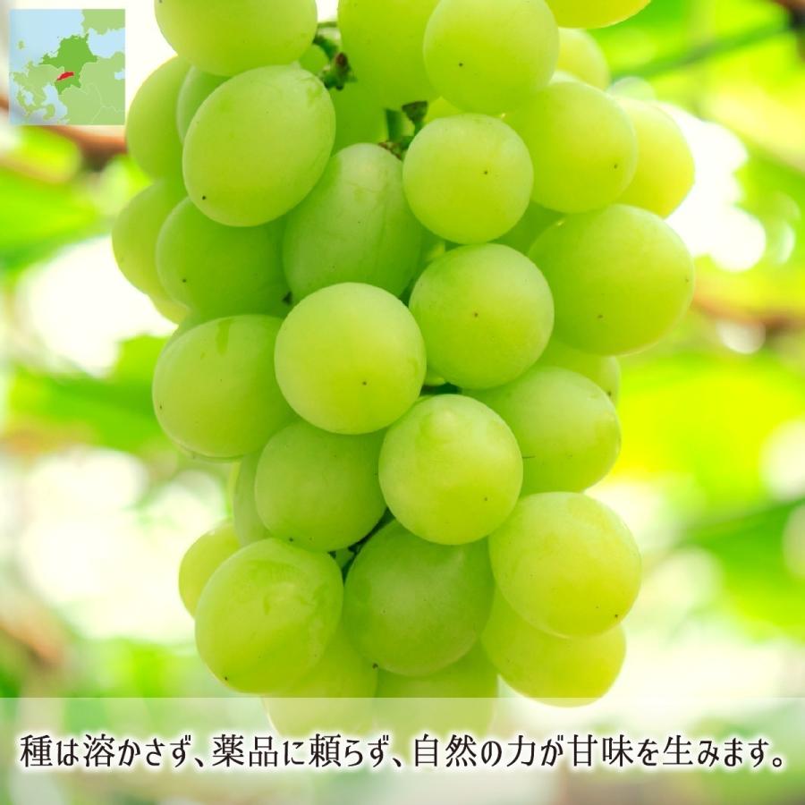 シャインマスカット 秀品 3kg 種あり葡萄 ハウス無農薬 路地8割減農薬