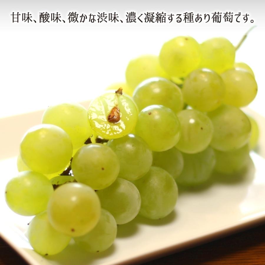 シャインマスカット 秀品 3kg 種あり葡萄 ハウス無農薬 路地8割減農薬