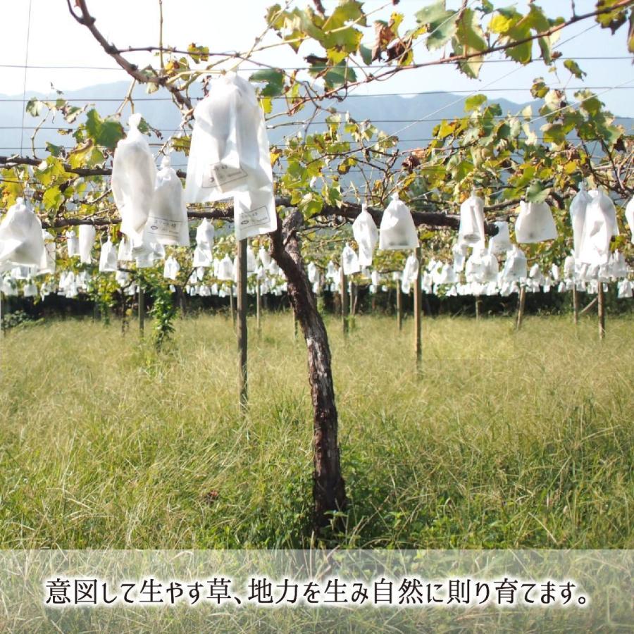 シャインマスカット 秀品 3kg 種あり葡萄 ハウス無農薬 路地8割減農薬