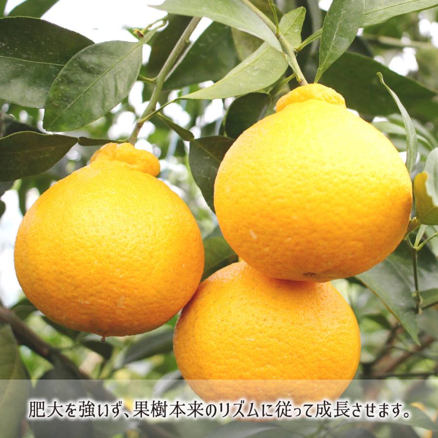不知火(デコポン) 秀品 L 3kg 減農薬 無化学肥料 特別栽培 鹿児島県