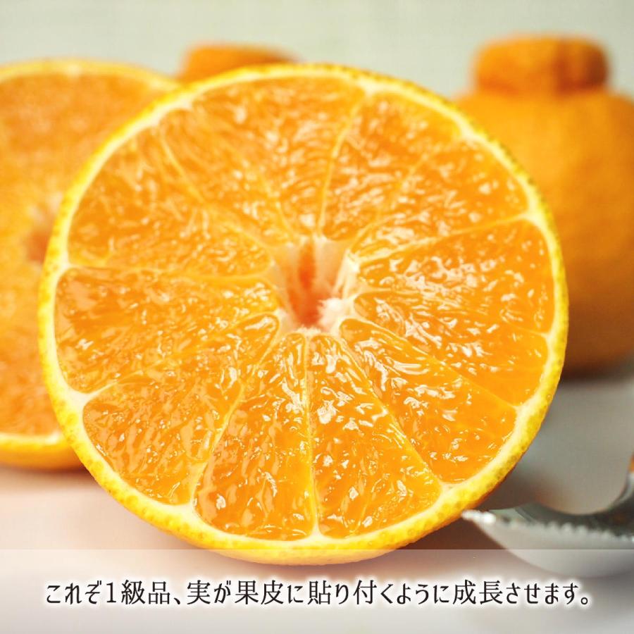 不知火(デコポン) 秀品 3L 5kg 減農薬 無化学肥料 特別栽培 鹿児島県