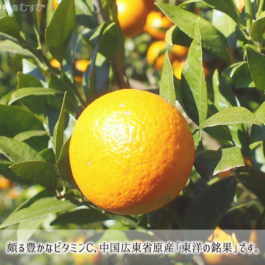 たんかん 秀品 5kg 2Lサイズ 鹿児島県種子島産 タンカン 2月中旬〜3月