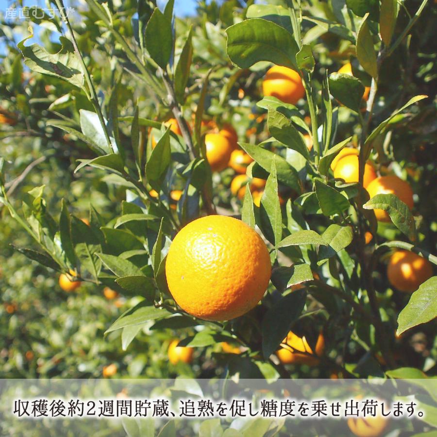 たんかん 秀品 5kg 2Lサイズ 鹿児島県種子島産 タンカン 2月中旬〜3月中旬 柑橘 濃厚みかん 送料無料 :kssn021:産直 むすび - 通販 - Yahoo!ショッピング たんかん 秀品 5kg 2Lサイズ 鹿児島県種子島産 タンカン 2月中旬〜3月中旬 柑橘 濃厚みかん 送料無料 :kssn021:産直 むすび - 通販 - Yahoo!ショッピング