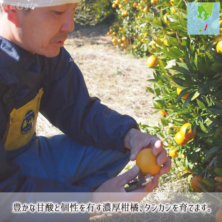 たんかん 訳あり品 10kg サイズ混合 鹿児島種子島産 タンカン 2