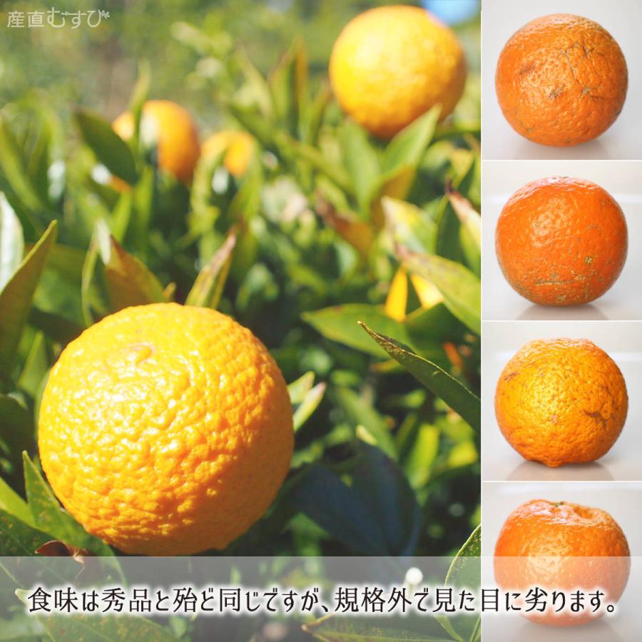 たんかん 訳あり品 10kg サイズ混合 鹿児島種子島産 タンカン 2
