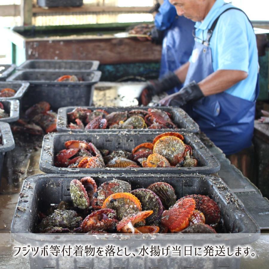 活 ヒオウギ貝 15枚 殻長 7 9cm 重量 90 130g 大分県佐伯市蒲江産 緋扇貝 桧扇貝 天然色 送料無料 代引不可 Oims002 産直 むすび 通販 Yahoo ショッピング