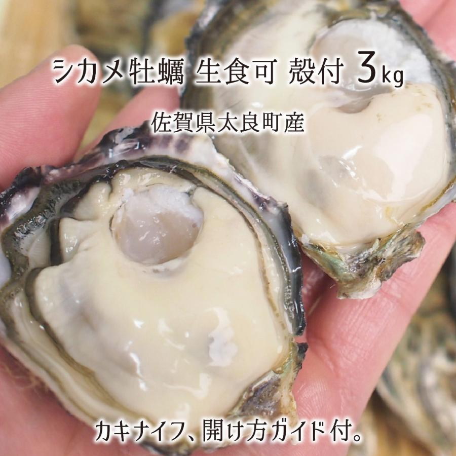 シカメ牡蠣 3kg 生食可 佐賀県太良町竹崎産 活 殻付き (体重30〜100g、殻長5〜12cm) 1月下旬〜3月下旬 カキナイフ付 竹崎カキ 送料無料｜musubi-ichiba