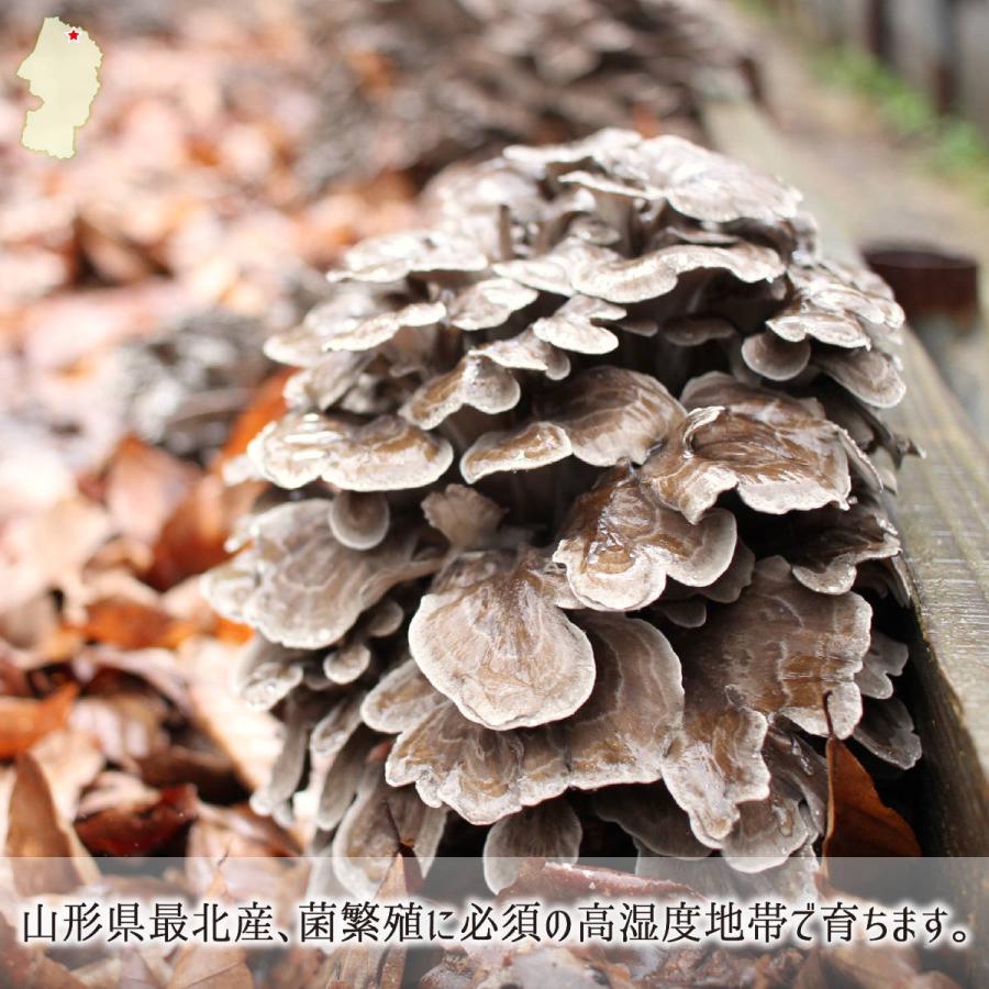 原木舞茸 1kg(1〜3株) 山形県真室川町産 無農薬 無肥料 自然栽培 収穫