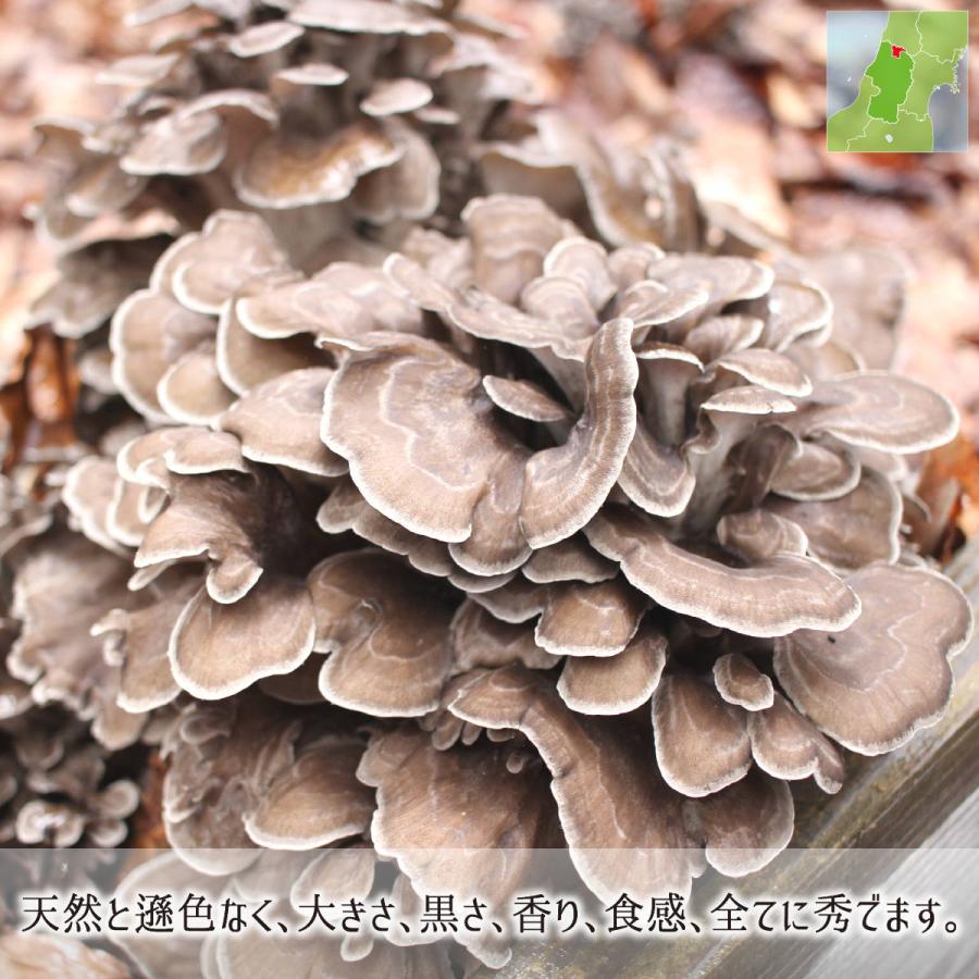 原木舞茸 1kg(1〜3株) 山形県真室川町産 無農薬 無肥料 自然栽培 収穫