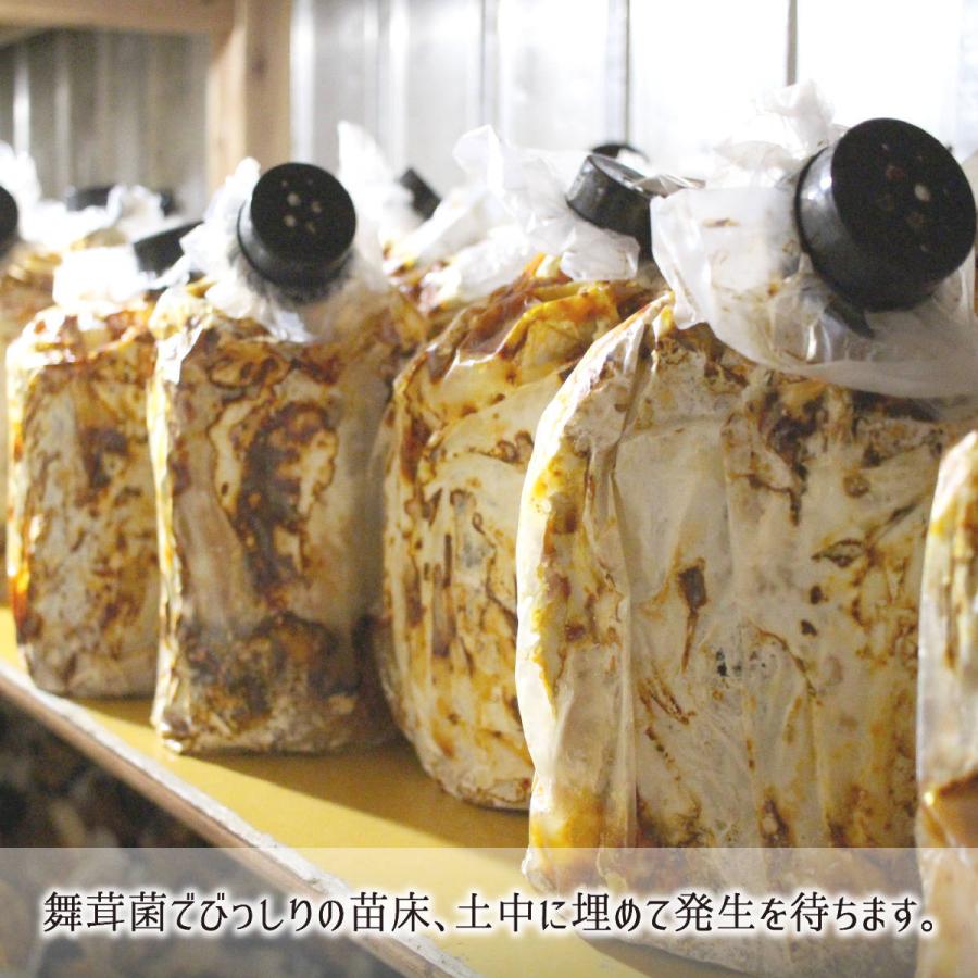 原木舞茸 1kg(バラ) 山形県真室川町産 無農薬 無肥料 自然栽培 収穫 