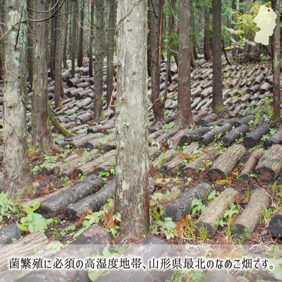 正規 原木なめこ 2kg 中開き 山形県真室川町産 無農薬 無肥料 自然栽培 収穫当日発送 生 ナメコ 10月上旬 11月中旬 送料無料 Originaljustturkey Com