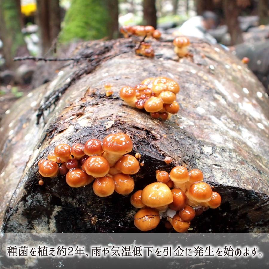 正規 原木なめこ 2kg 中開き 山形県真室川町産 無農薬 無肥料 自然栽培 収穫当日発送 生 ナメコ 10月上旬 11月中旬 送料無料 Originaljustturkey Com