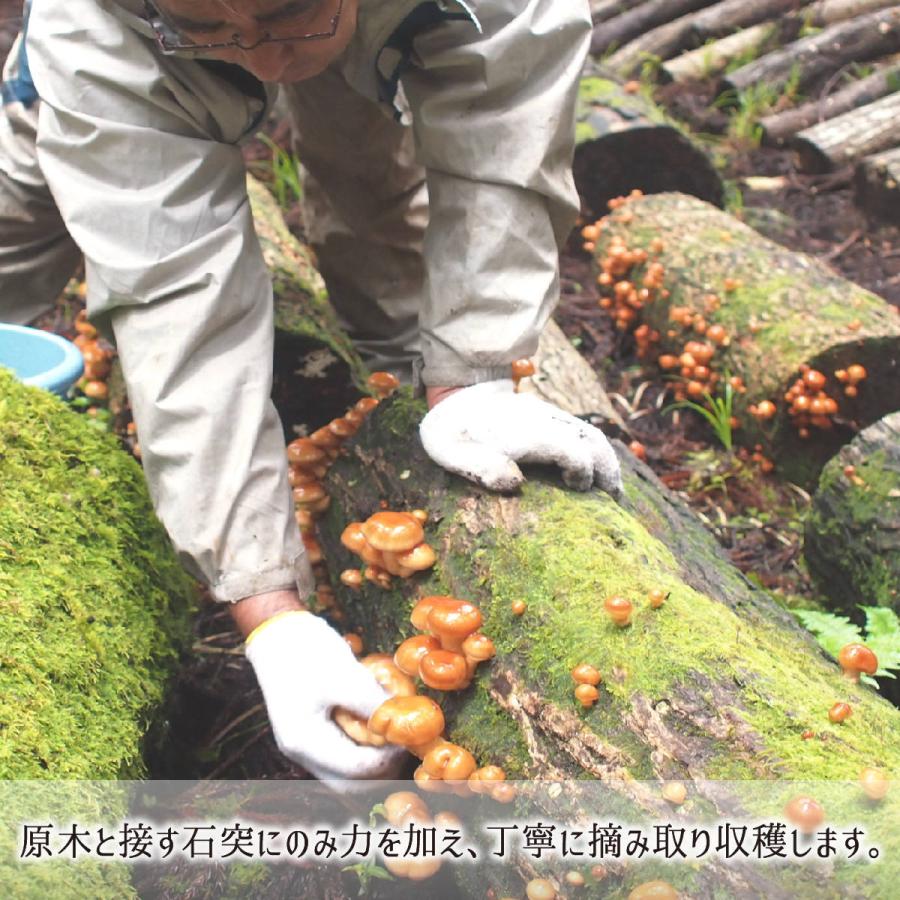正規 原木なめこ 2kg 中開き 山形県真室川町産 無農薬 無肥料 自然栽培 収穫当日発送 生 ナメコ 10月上旬 11月中旬 送料無料 Originaljustturkey Com