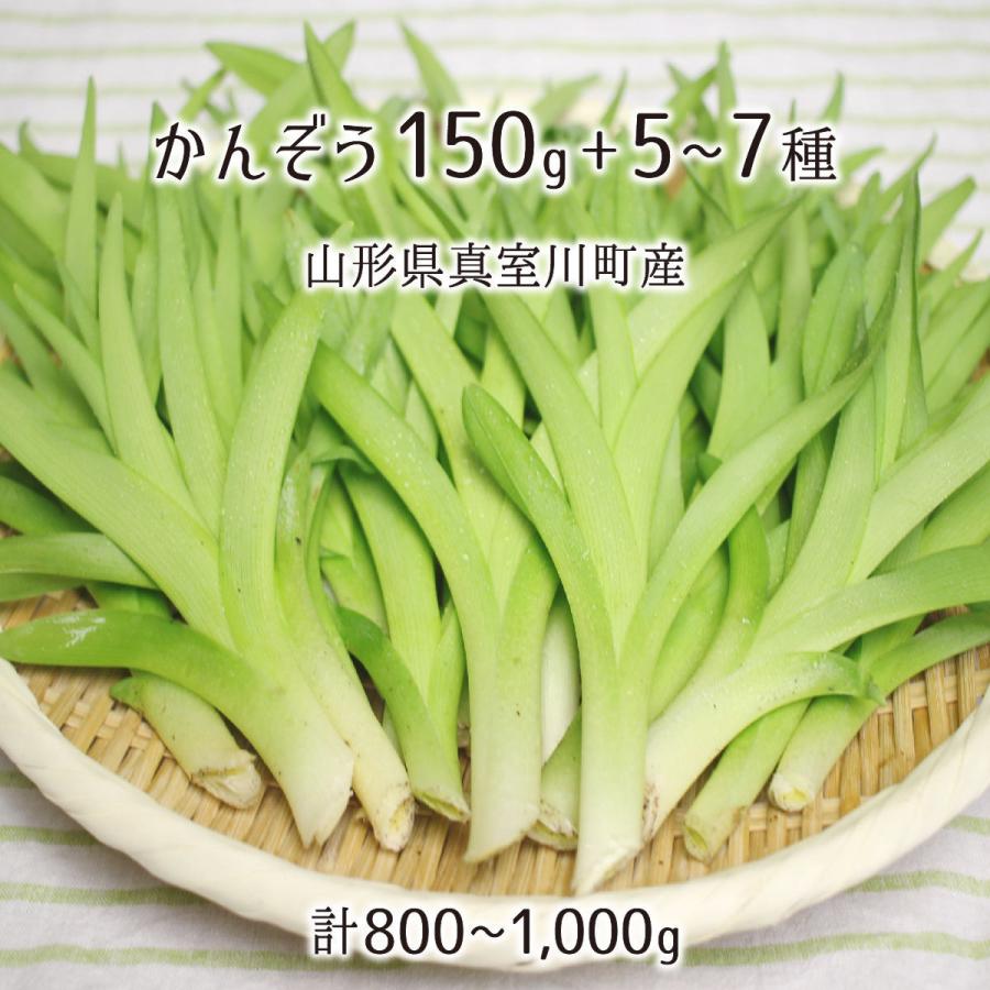 天然 かんぞう 150g＋山菜5〜7種 合計800〜1000g 山形県真室川町
