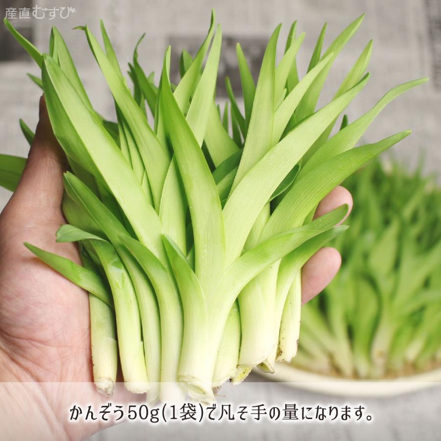山菜ヤブカンゾウおいしい野菜研究室 天然 かんぞう 150g＋山菜5〜7種 合計800〜1000g 山形県真室川町産 4月