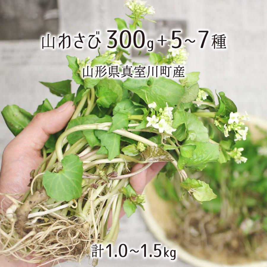 秋田の天然山菜山わさび、花ワサビ300g 天然 山わさび(葉わさび) 300g＋山菜5〜7種 合計1.0〜1.5kg 山形県