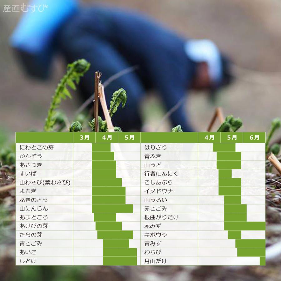 天然 山わさび(葉わさび) 300g＋山菜5〜7種 合計1.0〜1.5kg 山形県