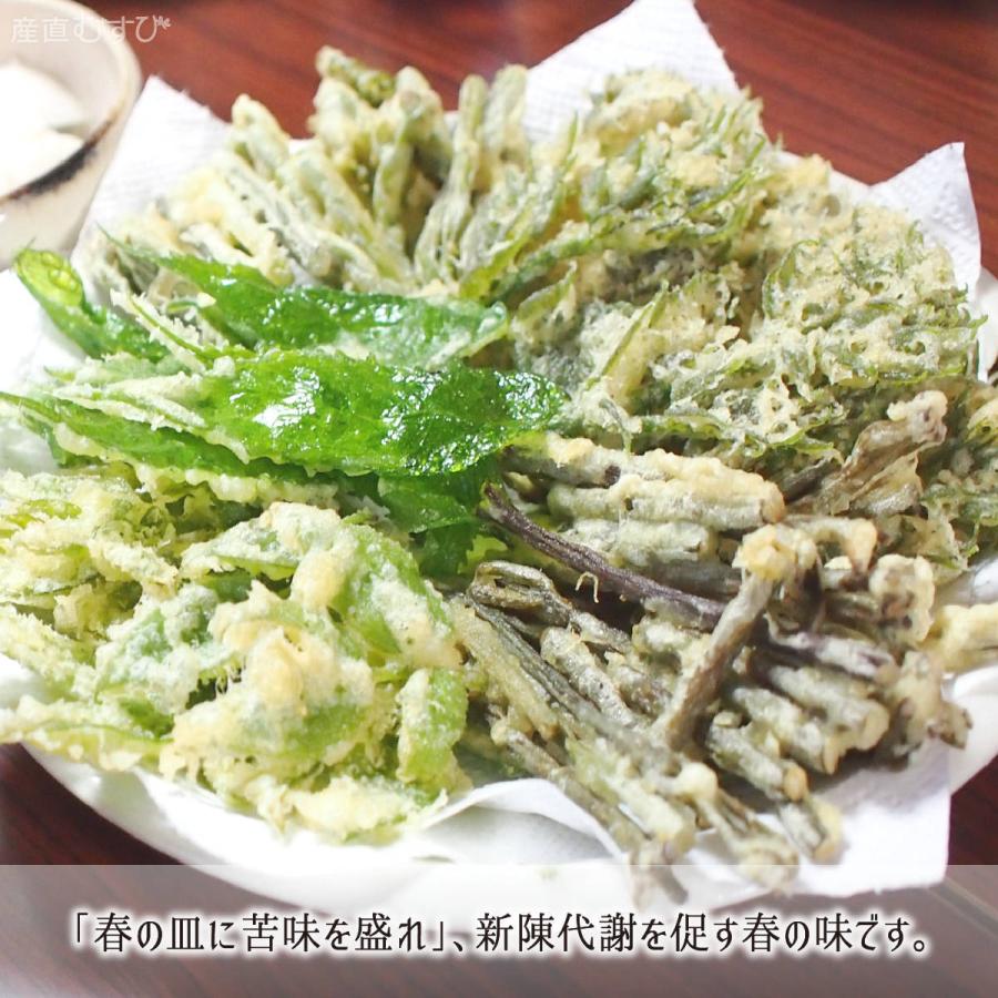 天然 こごみ 200g＋山菜3〜5種 合計700〜1000g 山形県真室川町産 4月