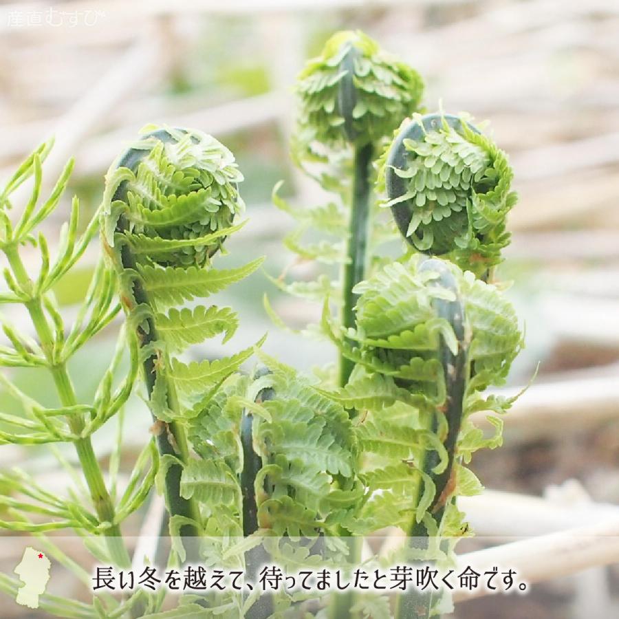 天然 こごみ 200g＋山菜3〜5種 合計700〜1000g 山形県真室川町産 4月