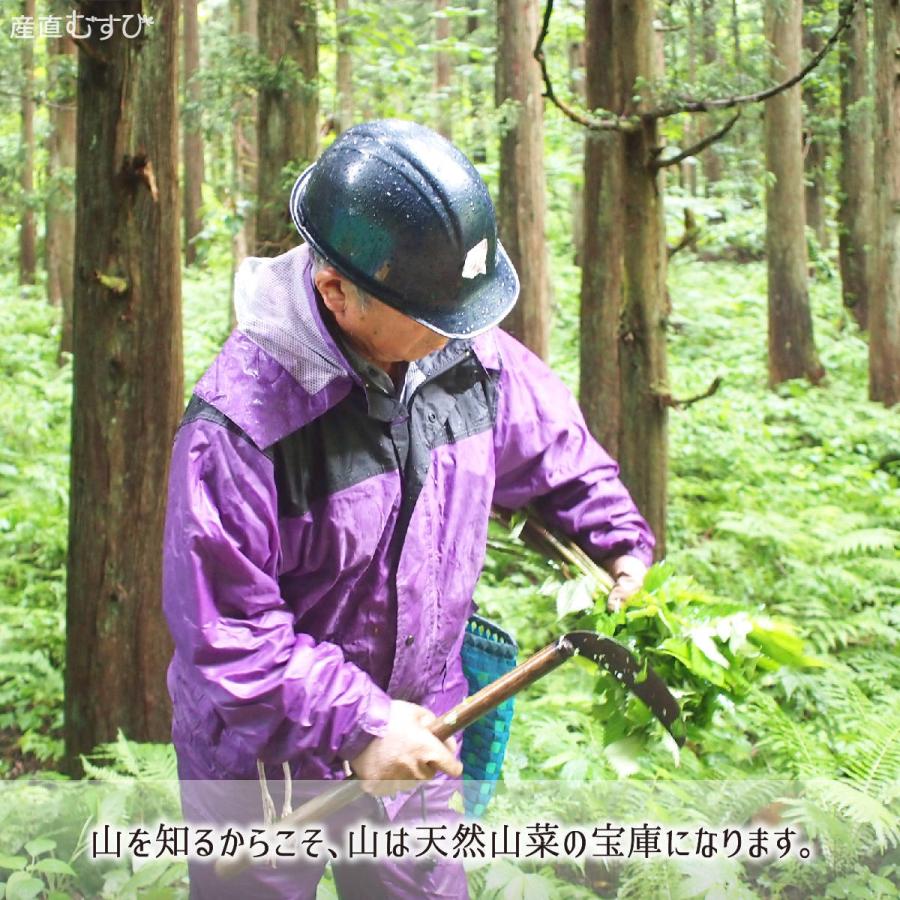天然 こごみ 200g＋山菜3〜5種 合計700〜1000g 山形県真室川町産 4月
