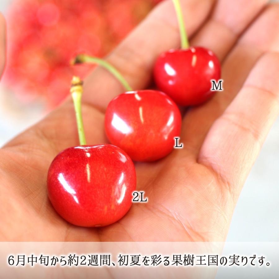佐藤錦 秀品 L 1kg 特別栽培 さくらんぼ 山形県東根市産 減農薬 無化学肥料 6月中旬 6月下旬 朝採り当日発送 送料無料 Ygtk112 産直 むすび 通販 Yahoo ショッピング