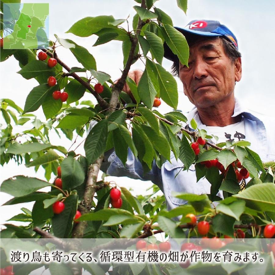 佐藤錦 訳あり(色ムラ・色薄) 2kg 特別栽培 さくらんぼ 山形県東根市産 減農薬 無化学肥料 6月中旬〜6月下旬 朝採り当日発送 送料無料|musubi-ichiba|07