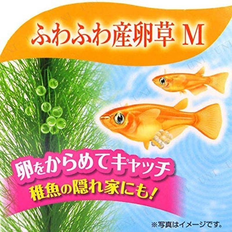 注目の福袋をピックアップ Gex メダカ水景ふわふわ産卵草m Shipsctc Org