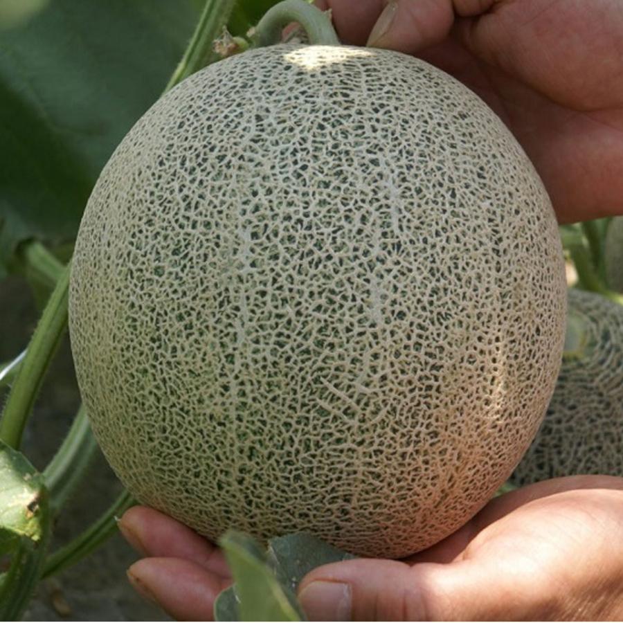 滋賀 草津メロン(タカミメロン 特秀) 4Lサイズ 2個入り