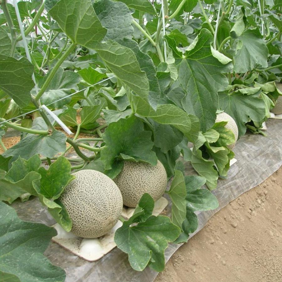 滋賀 草津メロン(タカミメロン 特秀) 4Lサイズ 2個入り