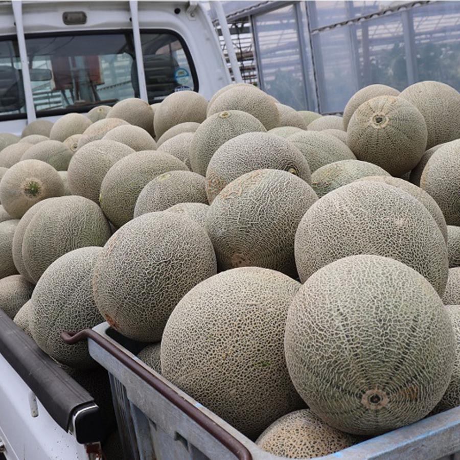 滋賀 草津メロン(タカミメロン 特秀) 4Lサイズ 2個入り