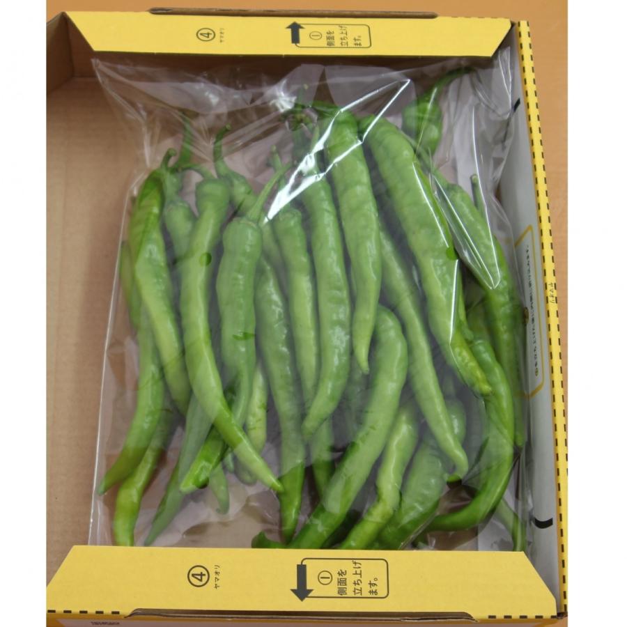 伏見甘長とうがらし 300g |  | 01