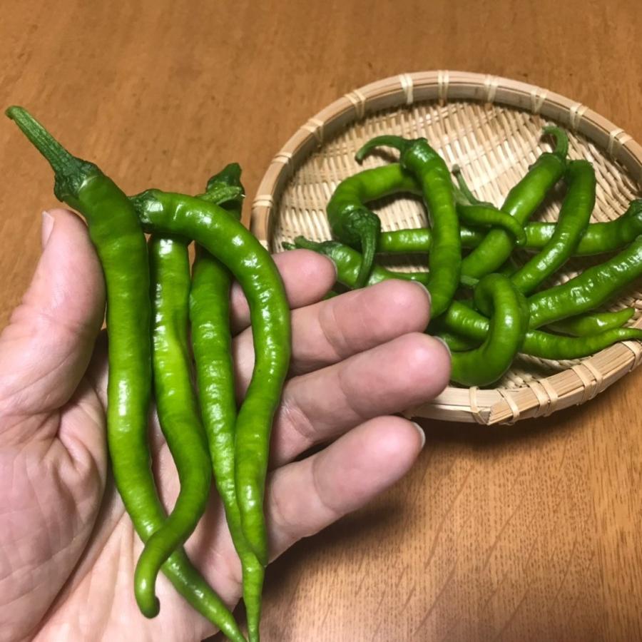 伏見甘長とうがらし 300g |  | 02