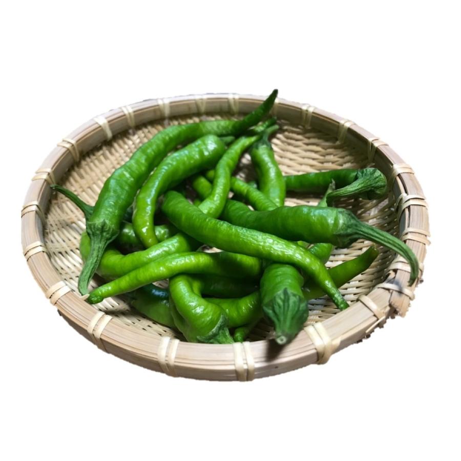 伏見甘長とうがらし 500g |  | 01