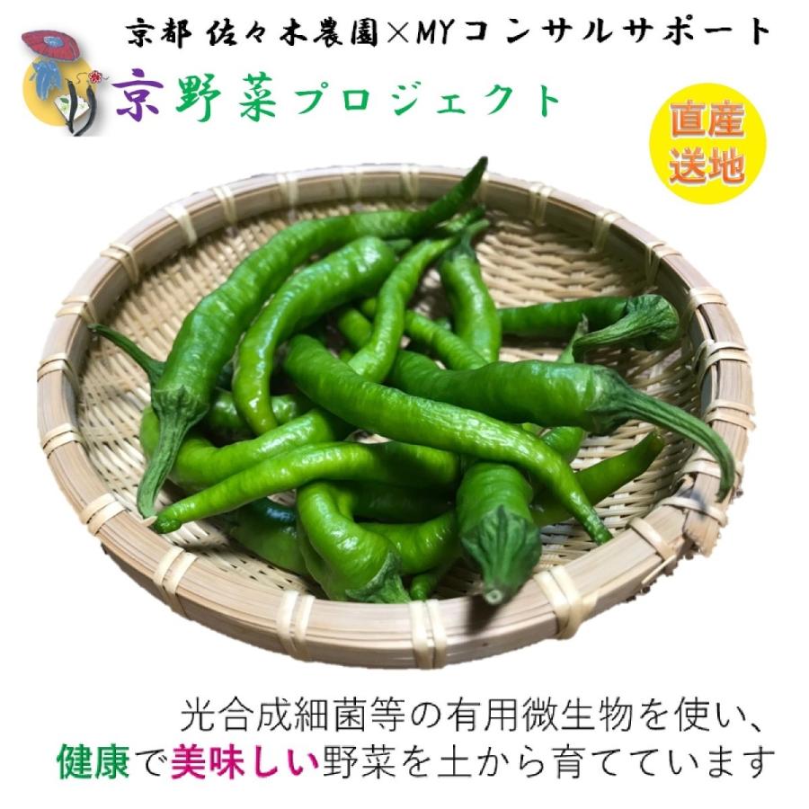 伏見甘長とうがらし 1kg | 