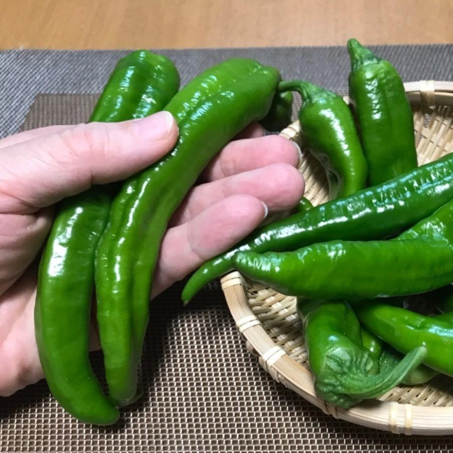 万願寺とうがらし(青)　500ｇ |  | 01