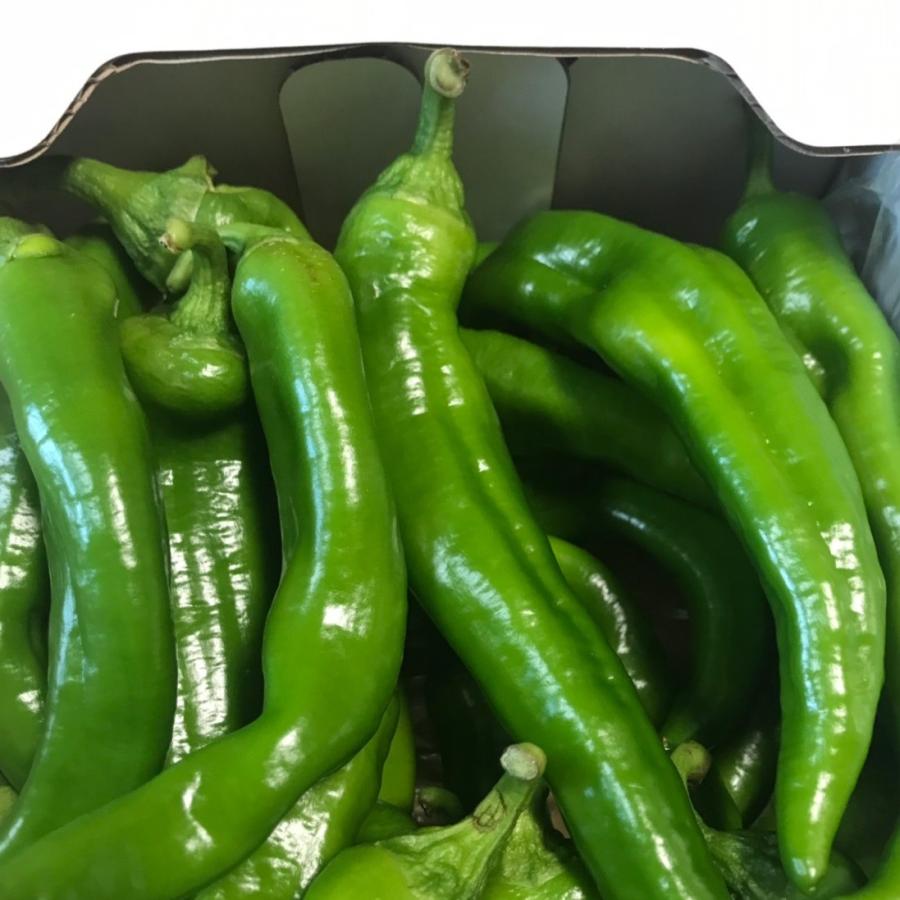 万願寺とうがらし(青)　500ｇ |  | 02