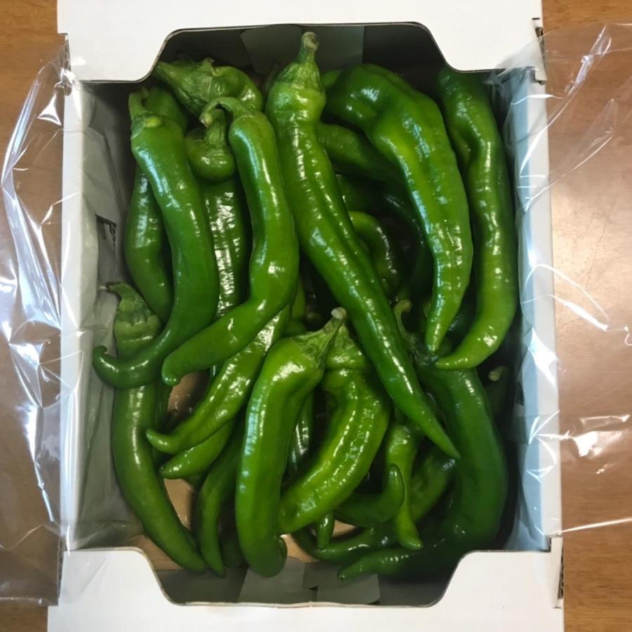 万願寺とうがらし(青)　500ｇ |  | 03