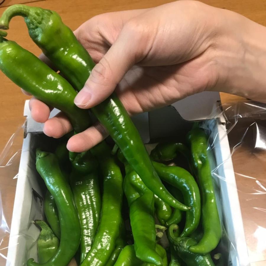 万願寺とうがらし(青)　1ｋｇ |  | 01