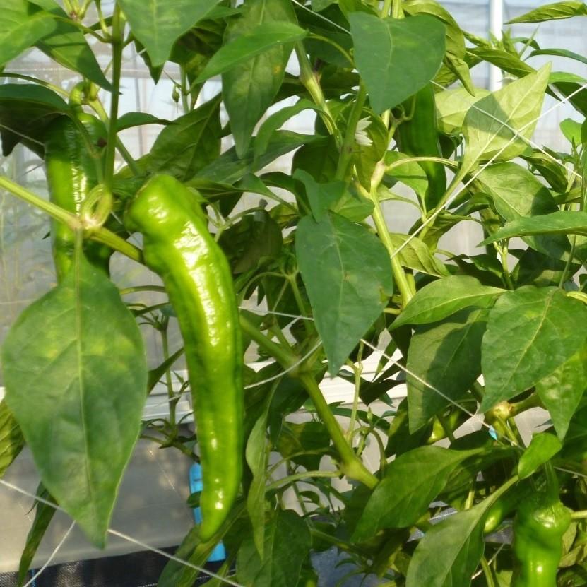 万願寺とうがらし(青)　1ｋｇ |  | 03