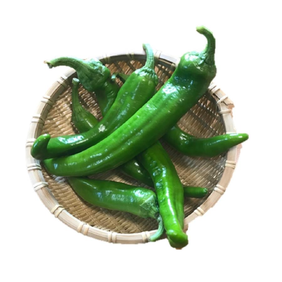 万願寺とうがらし（青・赤）300g |  | 02