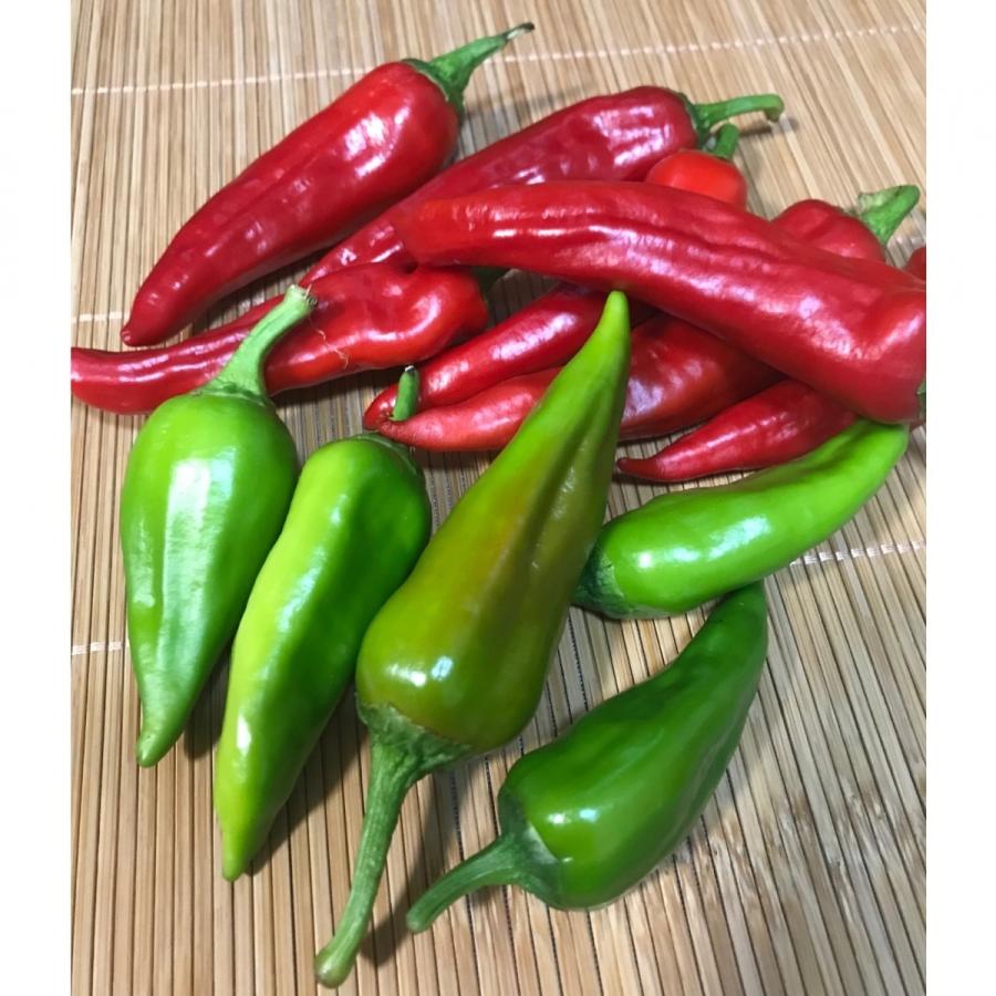 万願寺とうがらし（青・赤）500g | 