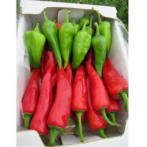 万願寺とうがらし（青・赤）500g |  | 01