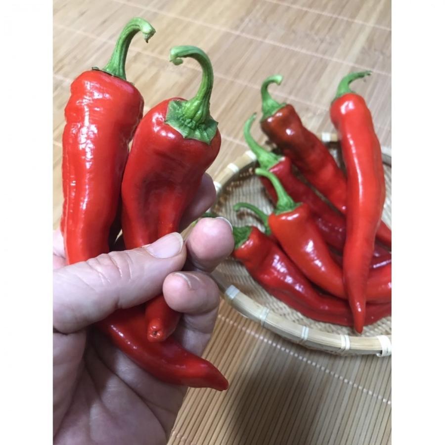 万願寺とうがらし（青・赤）500g |  | 02
