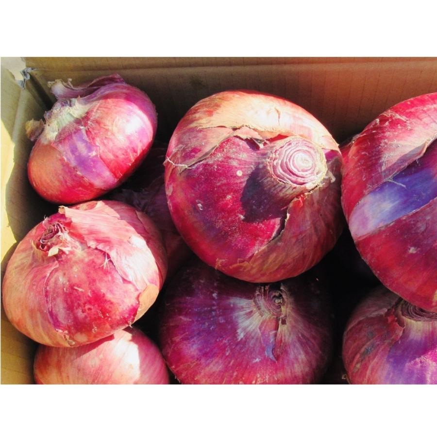 赤タマネギ 10kg | 