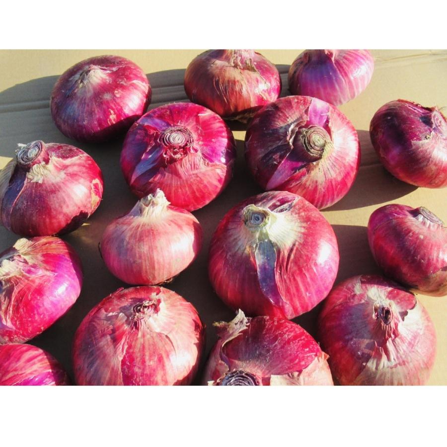 赤タマネギ 10kg |  | 04